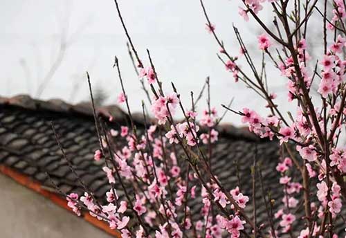 阳宅风水 房屋院子里真的不能栽种桃树吗？