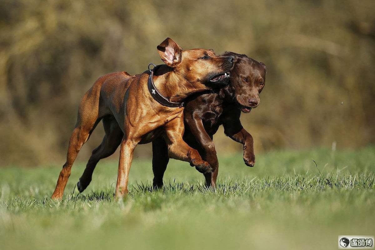 摩羯座适合养的宠物：罗得西亚脊背犬