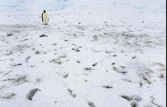 南极企鹅.jpg