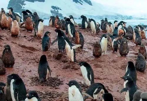 南极血红一片，青藏高原发现28种新病毒！