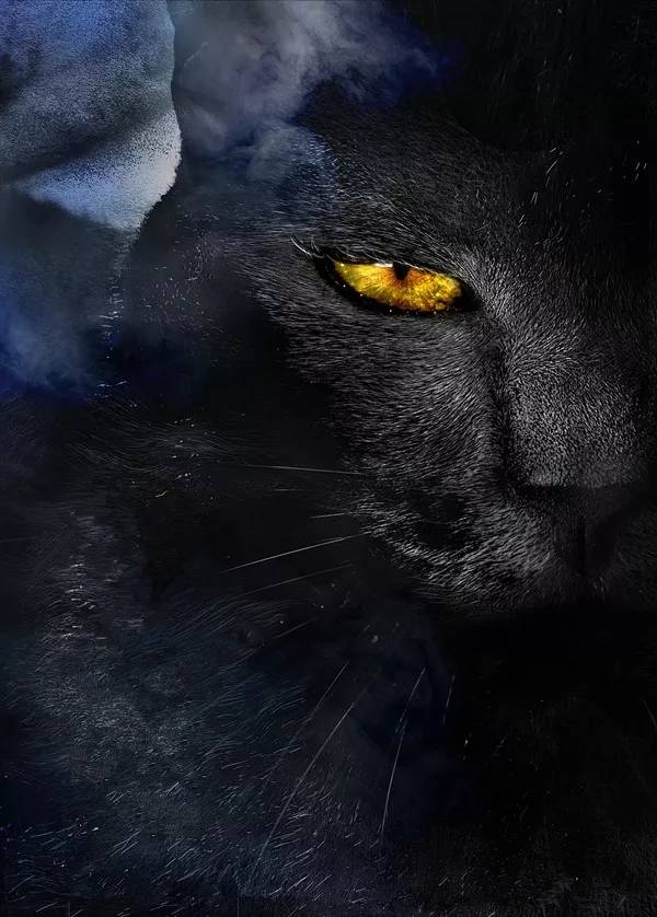 黑猫.jpg